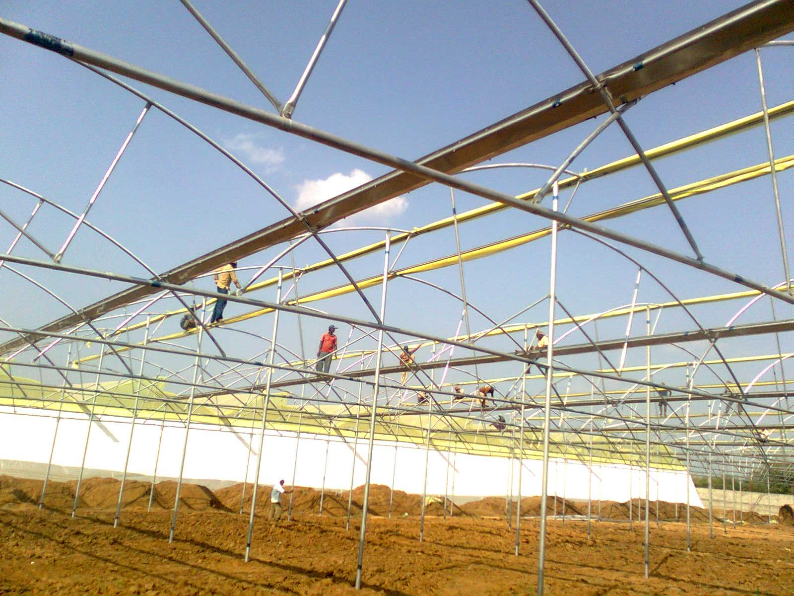 Greenhouse Project 21